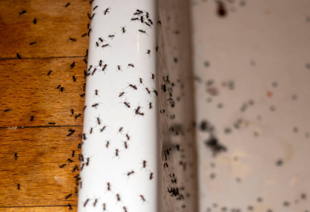 Best Mosquito Control Services  in La Vergne, TN