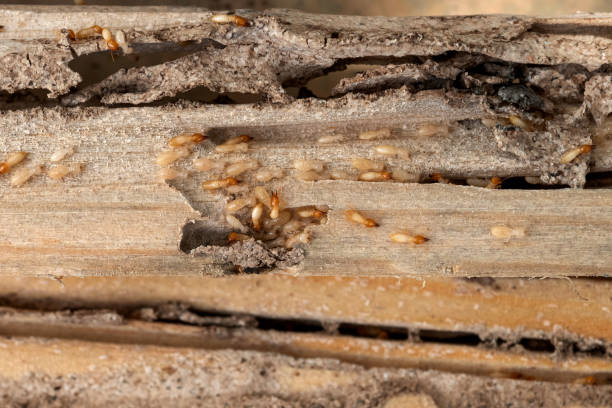 Best Flea Control Services  in La Vergne, TN
