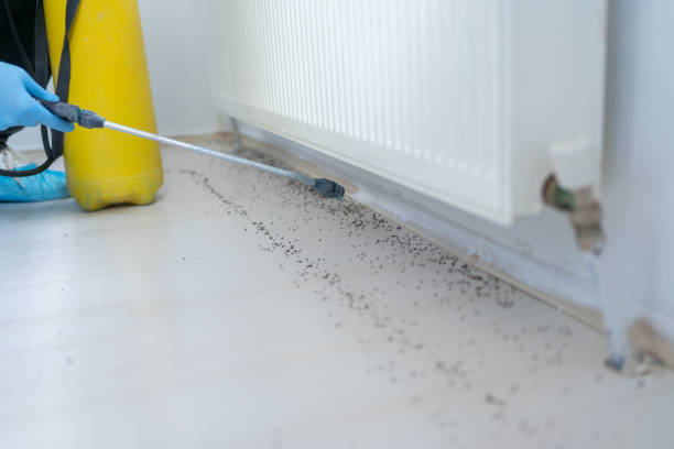 Best Local Pest Control Services  in La Vergne, TN